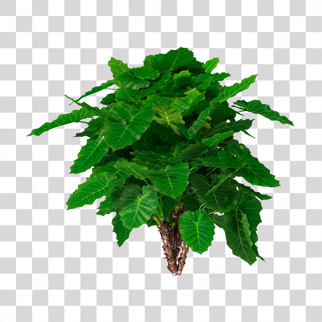 Planta com folhas verdes PNG Transparente