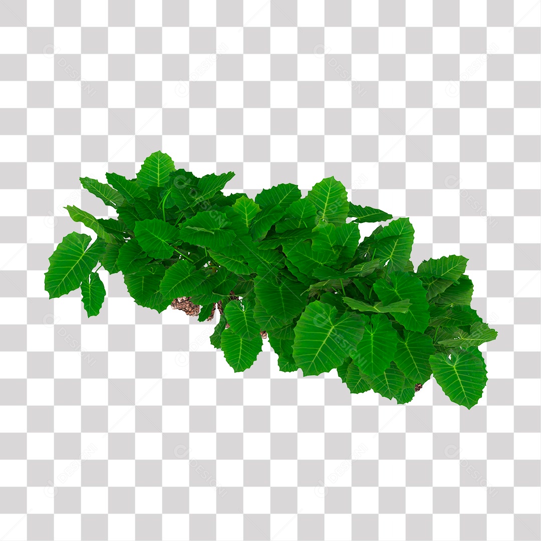 Plant with green leaves PNG Transparent