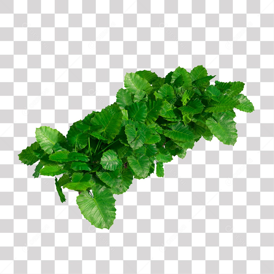 Planta com folhas verdes PNG Transparente