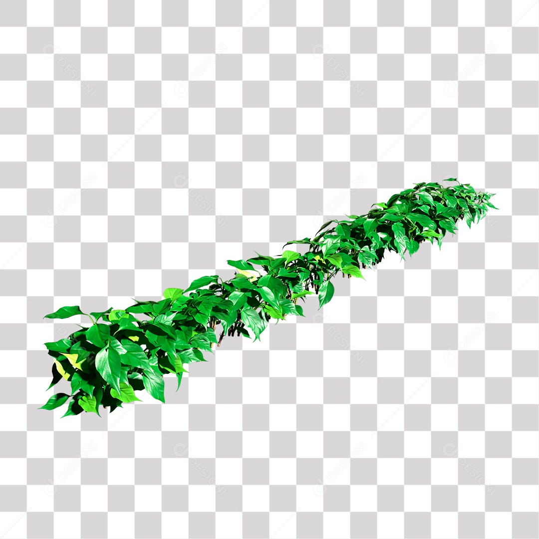 Planta com folhas verdes PNG Transparente
