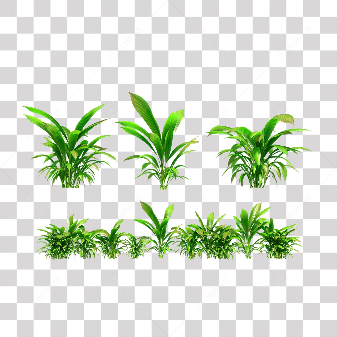 Planta com folhas verdes PNG Transparente