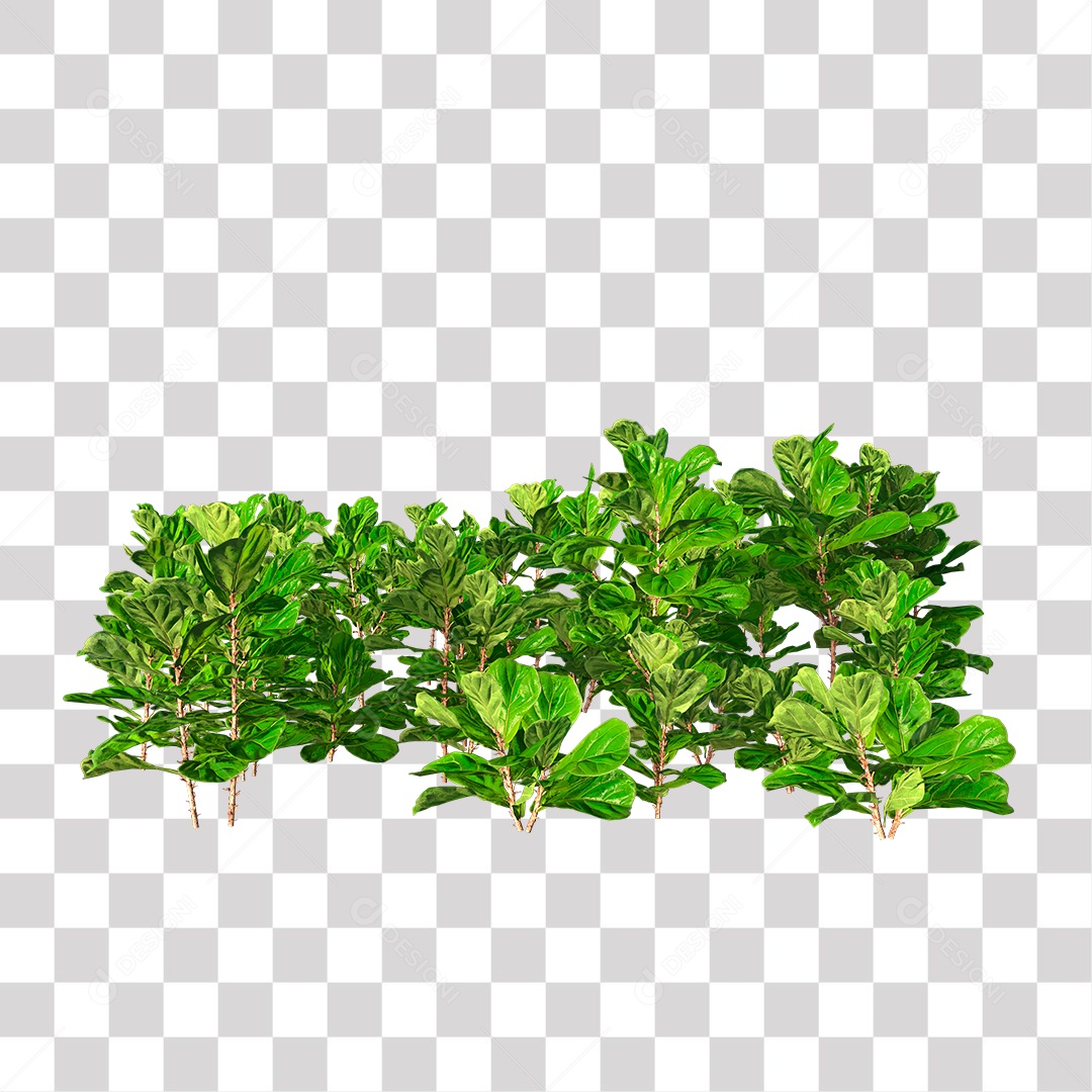 Planta Arbusto PNG Transparente