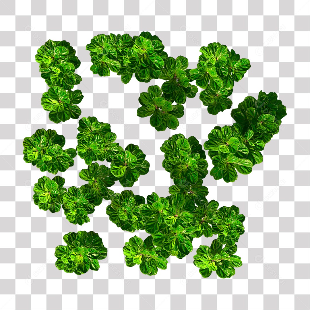 Planta Arbusto PNG Transparente