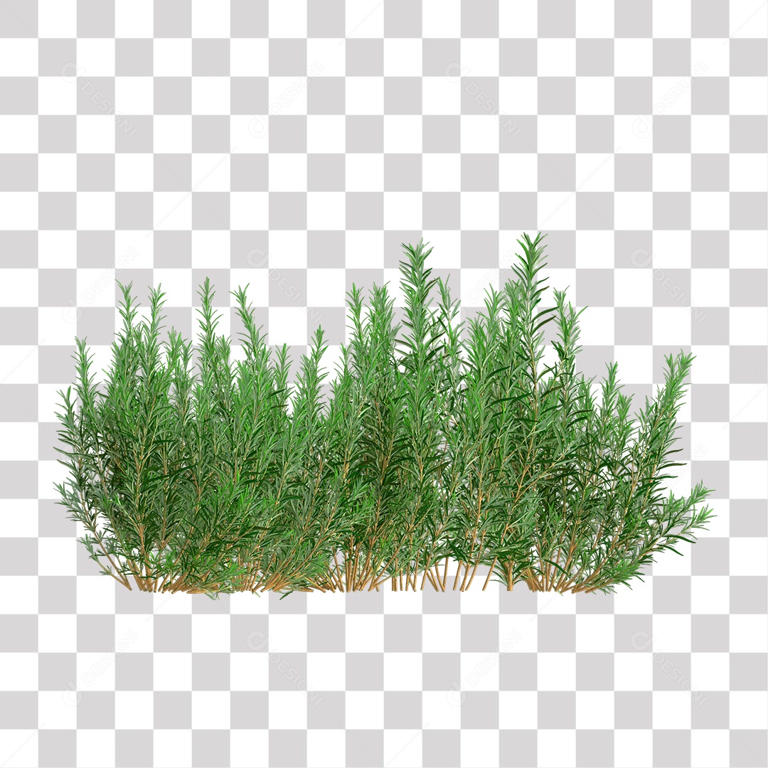 Planta Arbusto PNG Transparente