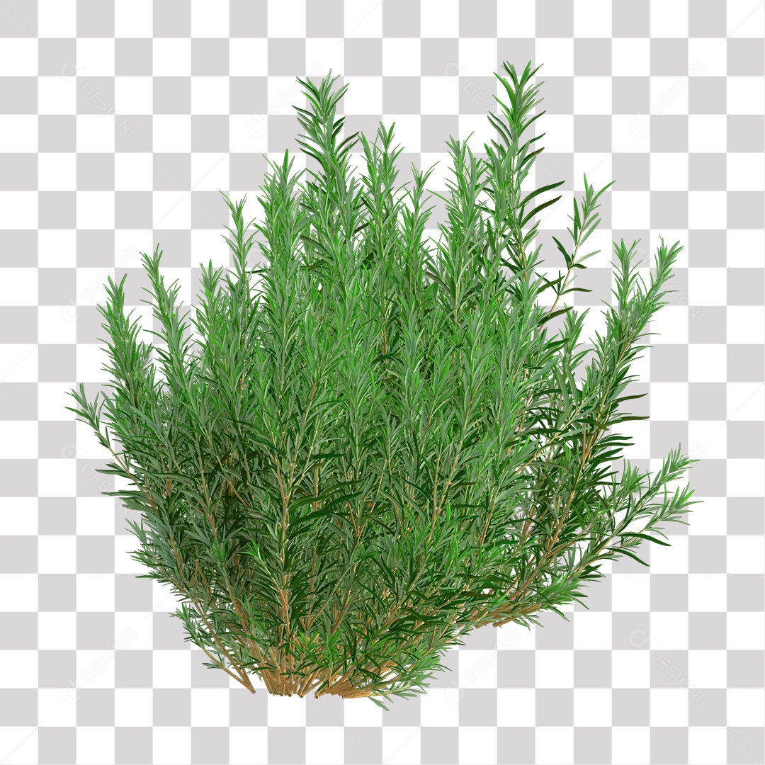 Planta Arbusto PNG Transparente