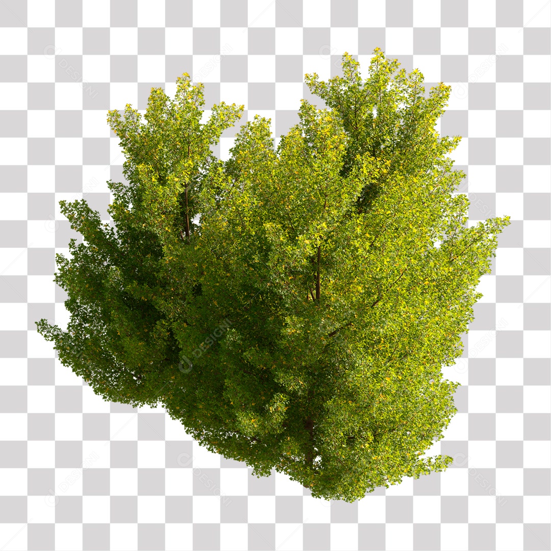 Planta com folhas verdes PNG Transparente