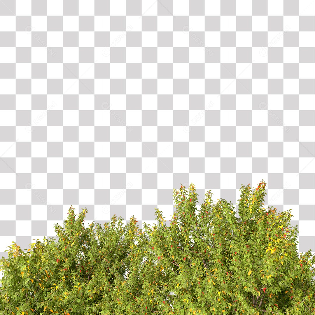 Parte Superior da Árvore de Folha verde PNG Transparente