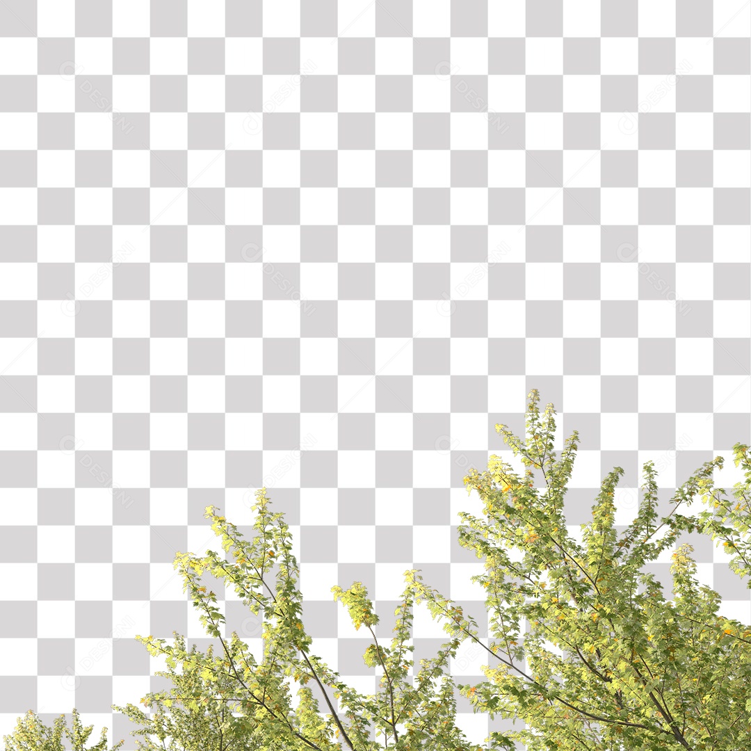 Parte Superior da Árvore de Folha verde PNG Transparente