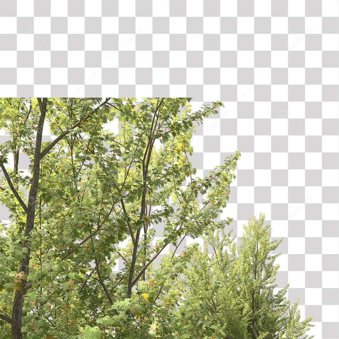 Parte Superior da Árvore de Folha verde PNG Transparente