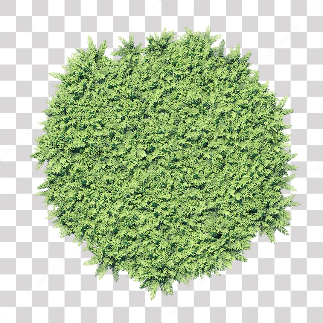 Plant with green branches and leaf PNG Transparent