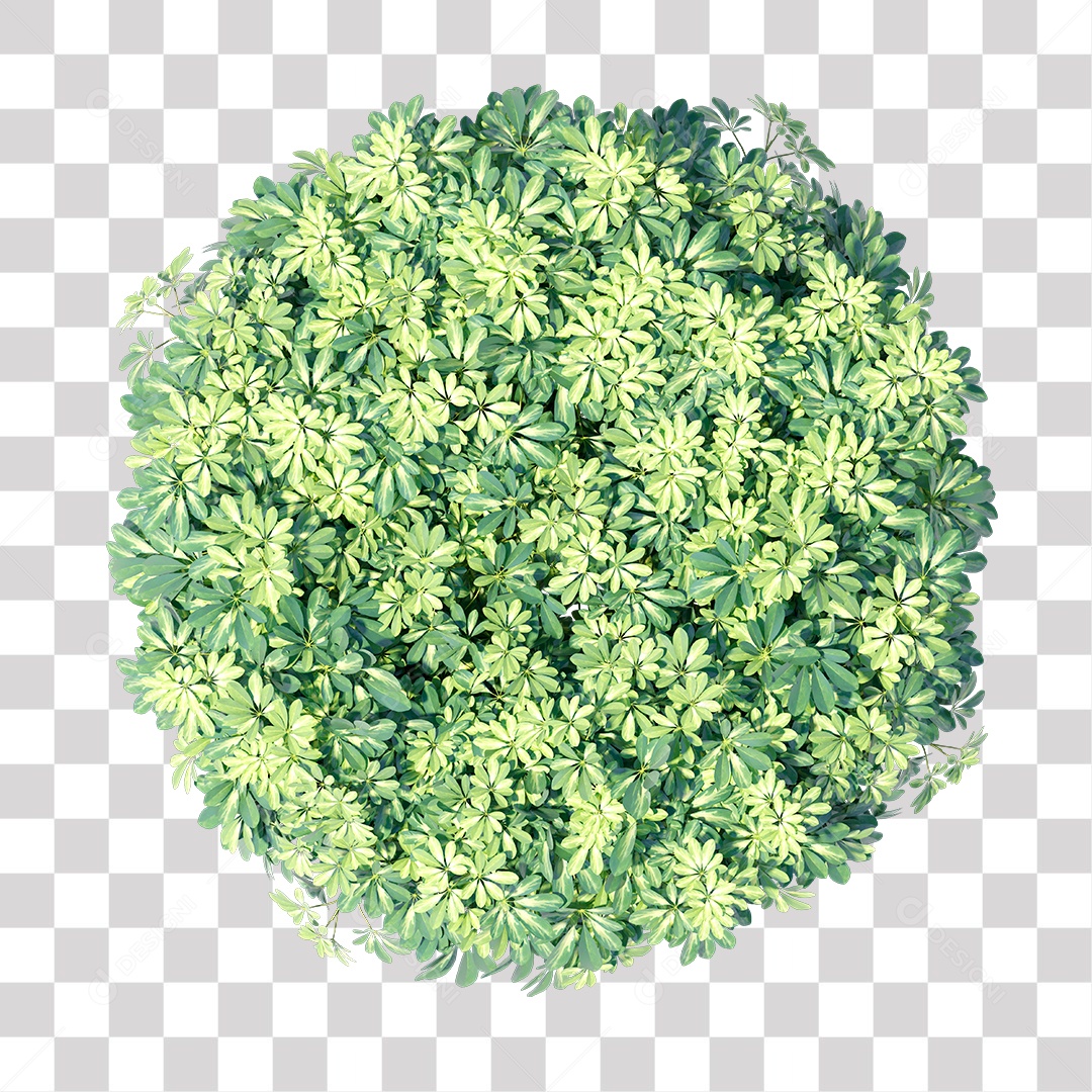 Planta com galhos e folha verdes PNG Transparente