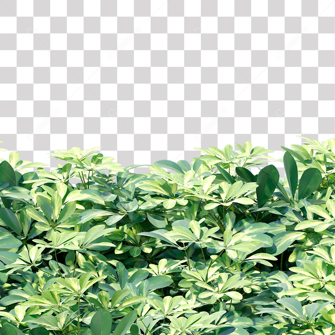 Planta com galhos e folha verdes PNG Transparente