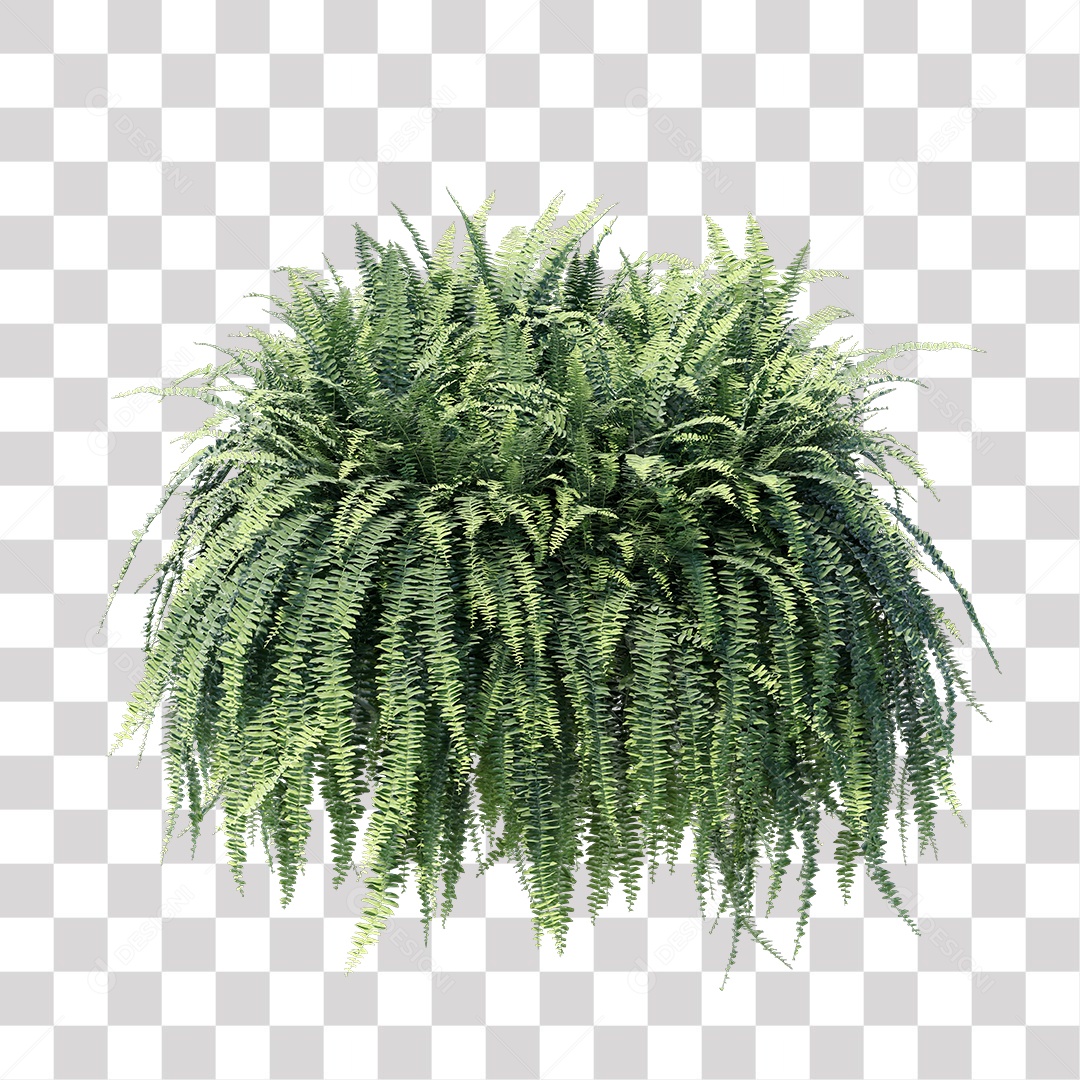 Samambaia PNG Transparente