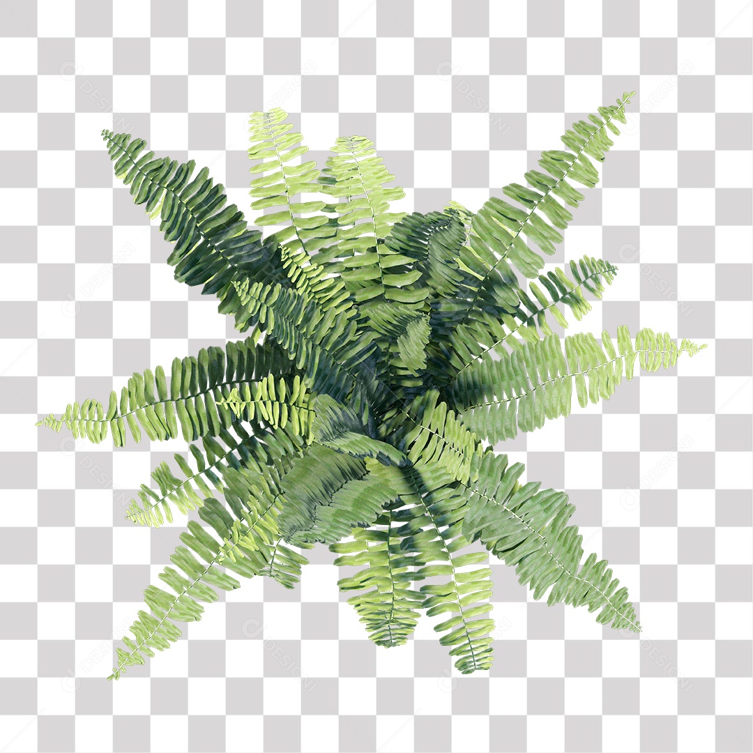 Samambaia PNG Transparente