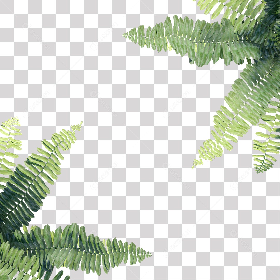 Samambaia Planta Árvore Arbusto PNG Transparente