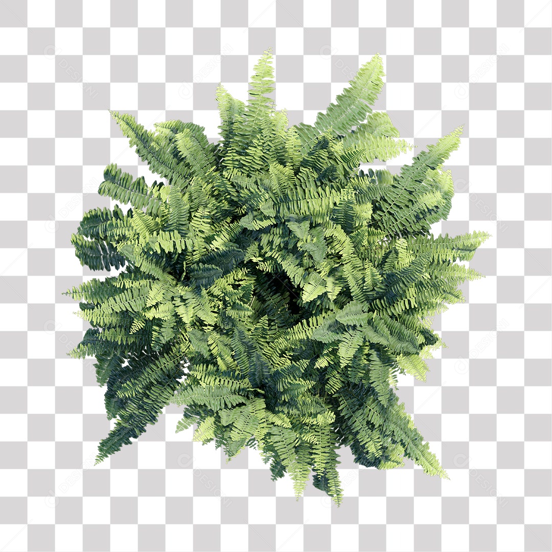 Samambaia Planta Árvore Arbusto PNG Transparente