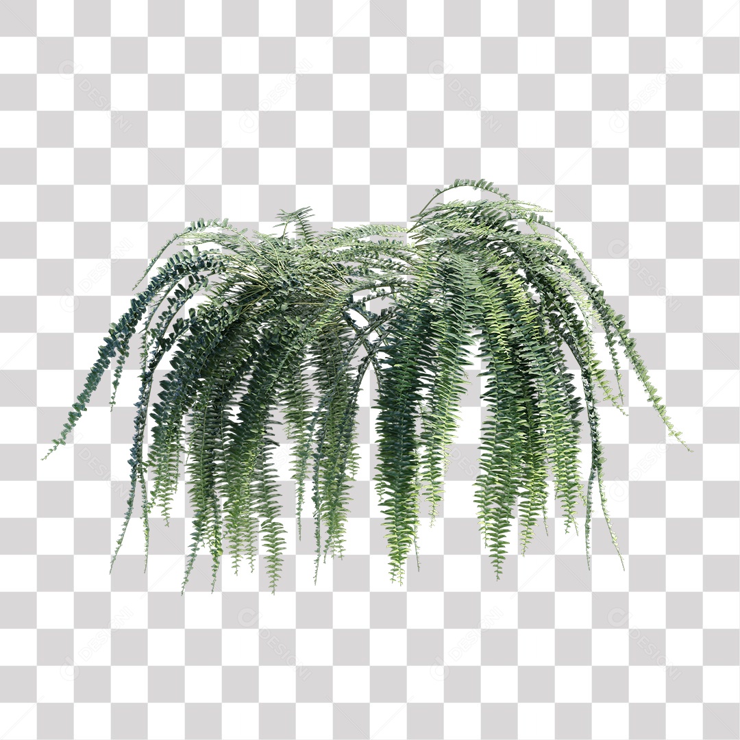 Samambaia Planta Árvore Arbusto PNG Transparente