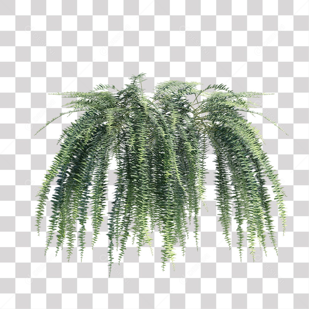 Samambaia Planta Árvore Arbusto PNG Transparente