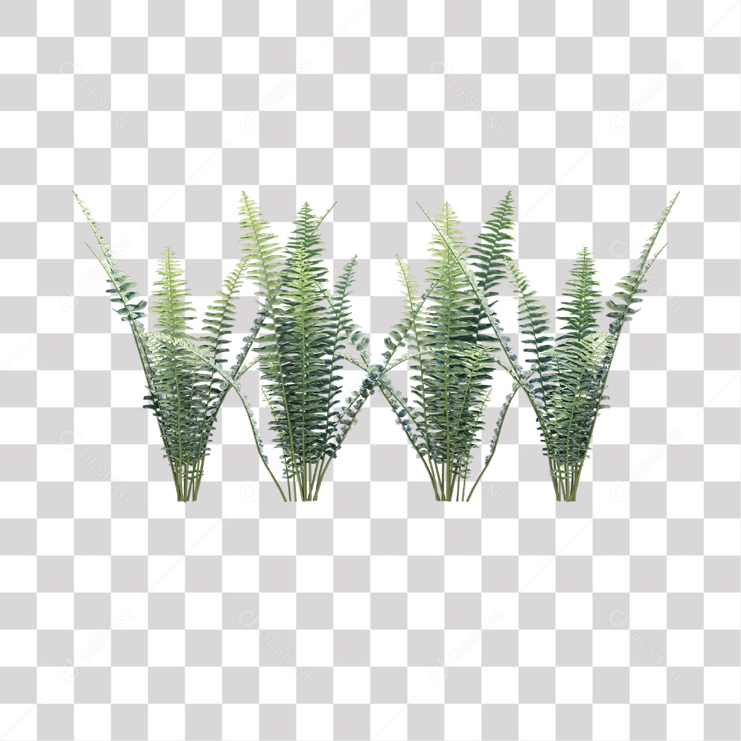 Samambaia Planta Árvore Arbusto PNG Transparente