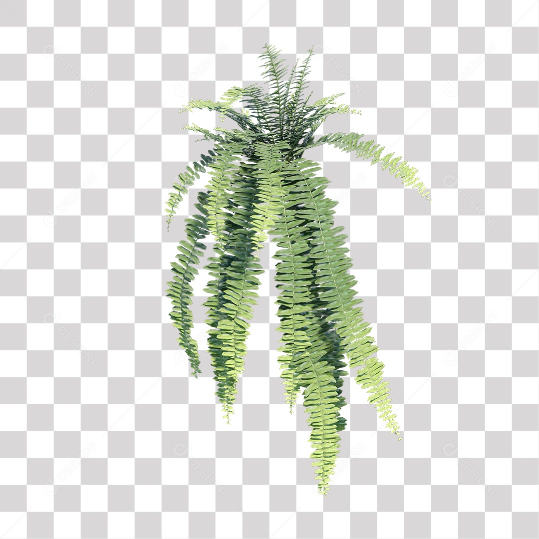 Samambaia Planta Árvore Arbusto PNG Transparente