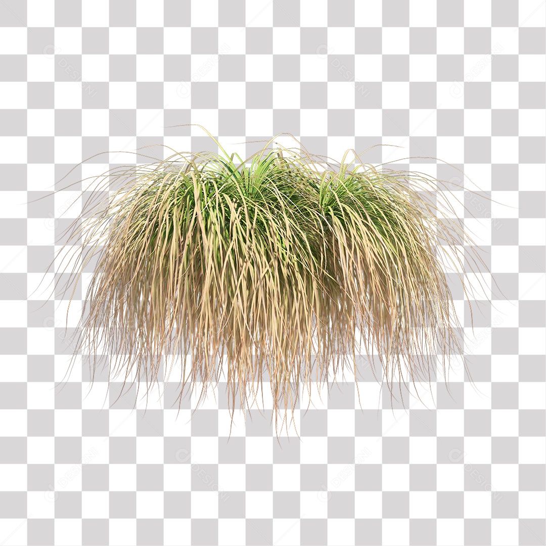 Arbusto Capim Planta Jardim PNG Transparente