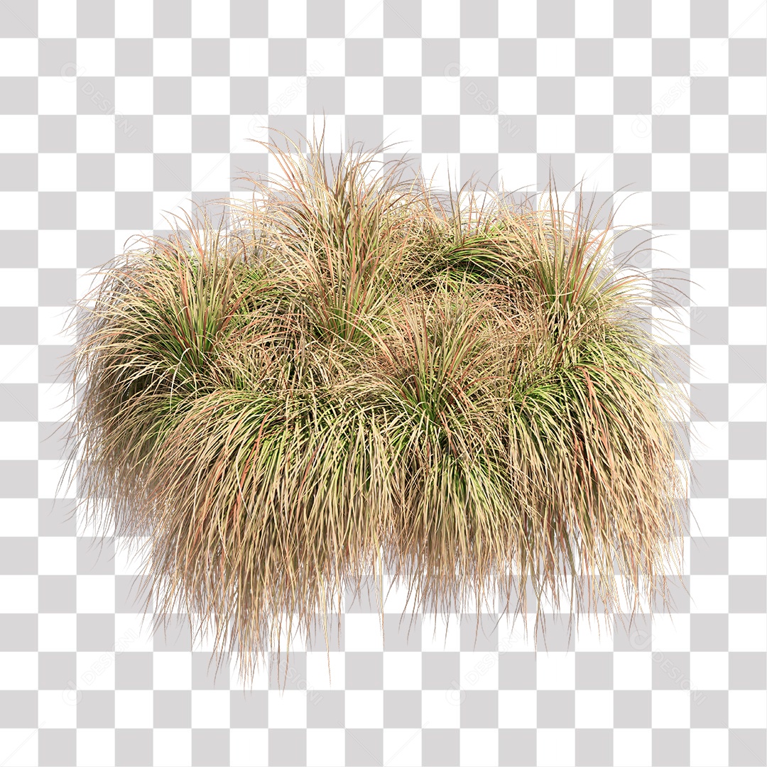 Arbusto Capim Planta Jardim PNG Transparente