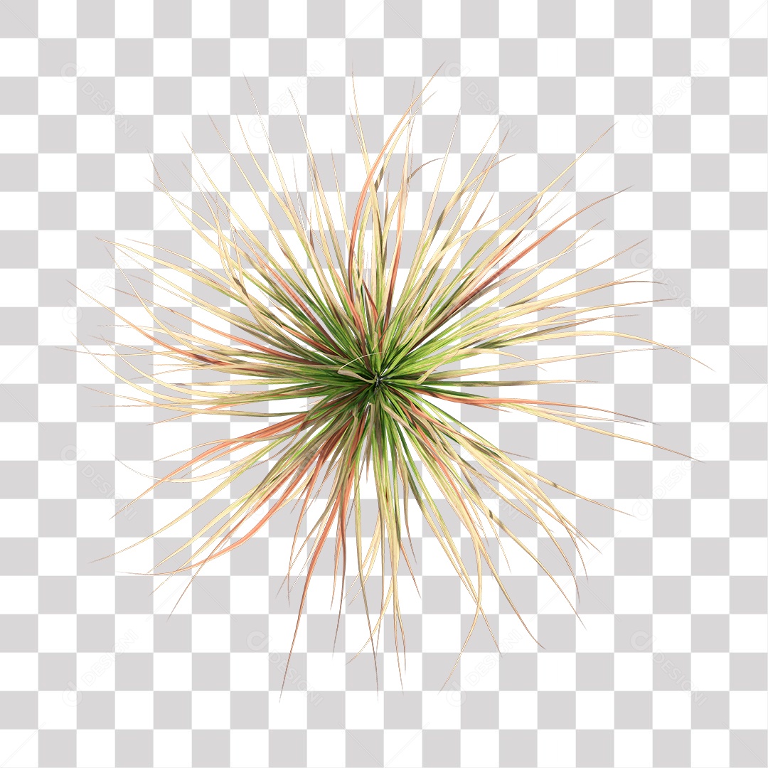 Arbusto Capim Planta Jardim PNG Transparente