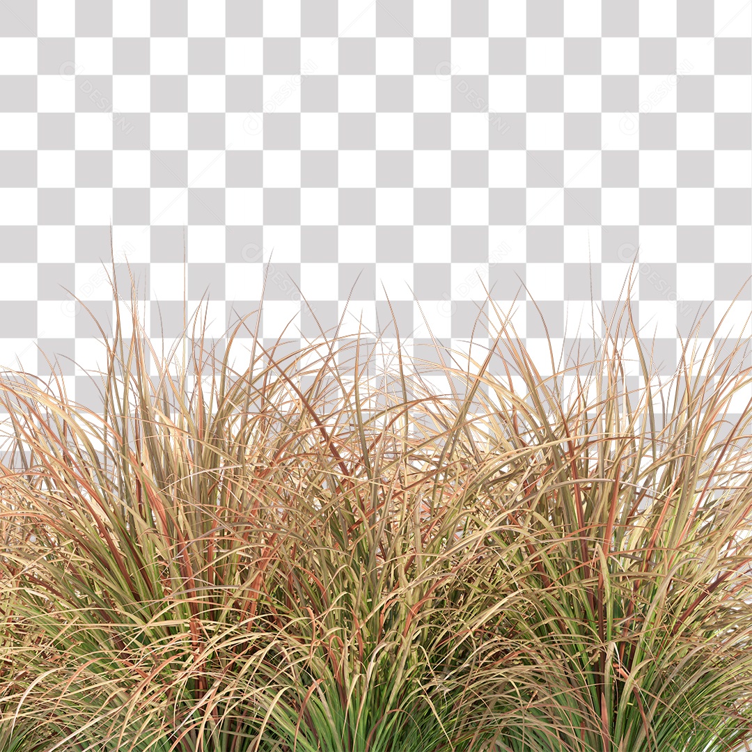 Arbusto Capim Planta Jardim PNG Transparente