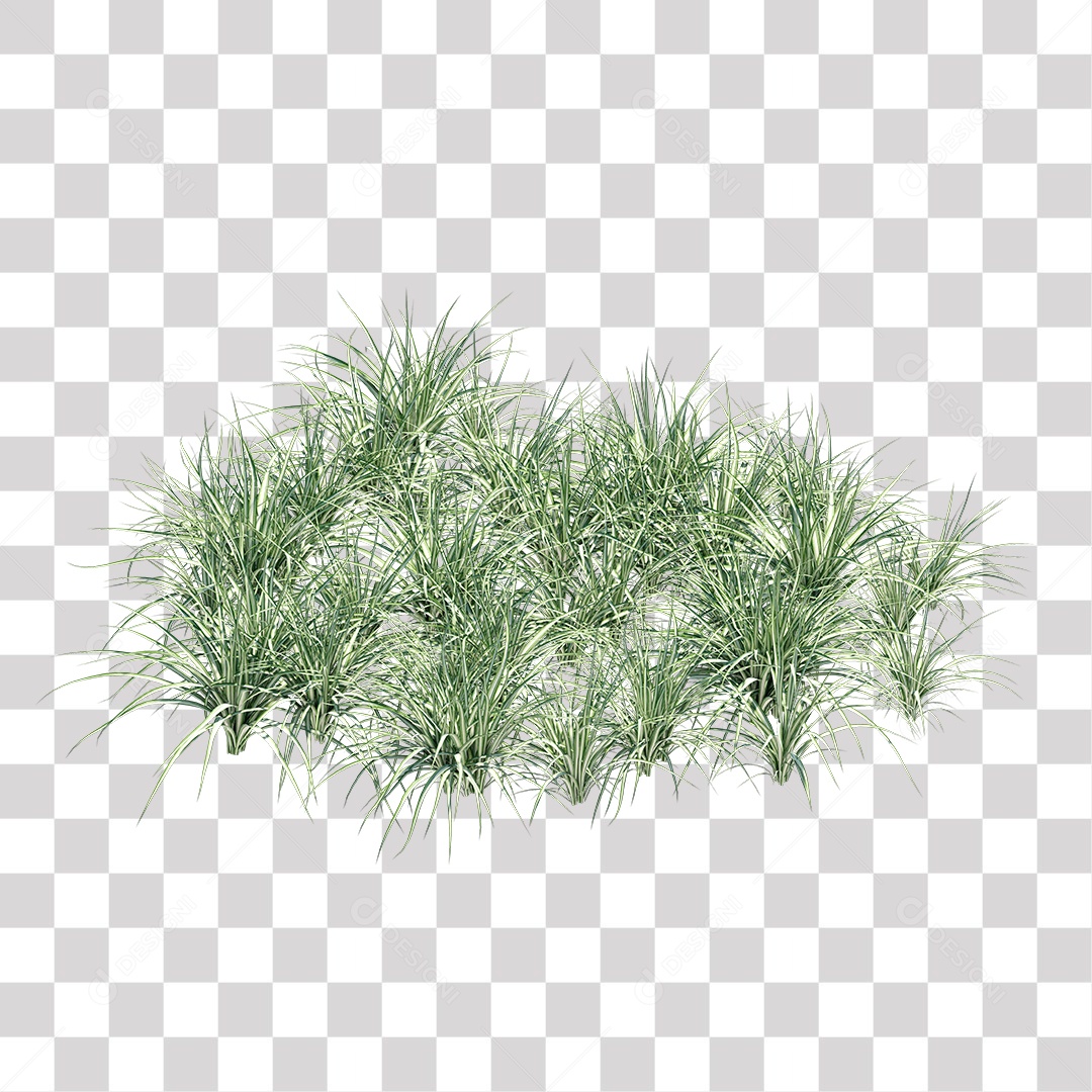 Arbusto Capim Planta Jardim PNG Transparente