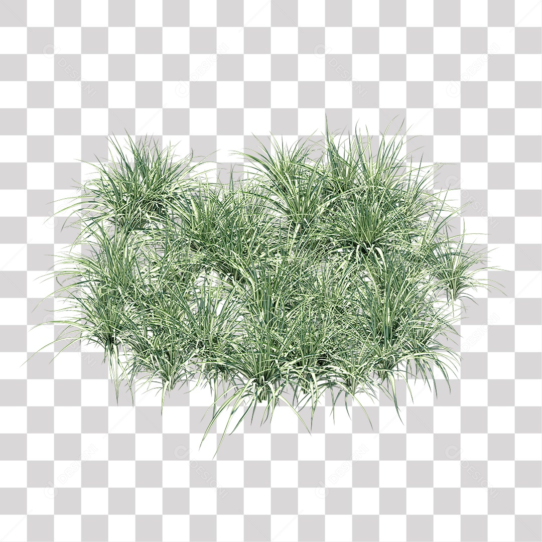 Arbusto Capim Planta Jardim PNG Transparente