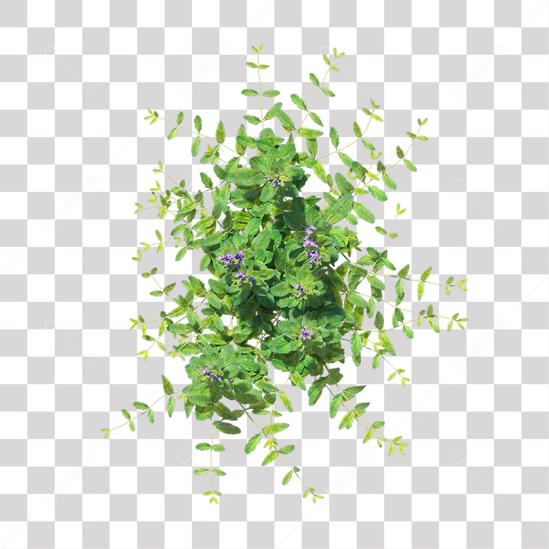 Planta com Flor PNG Transparente