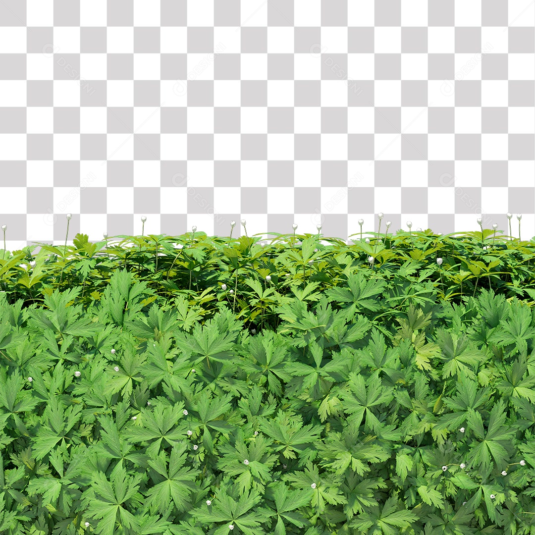 Planta com folha verdes PNG Transparente