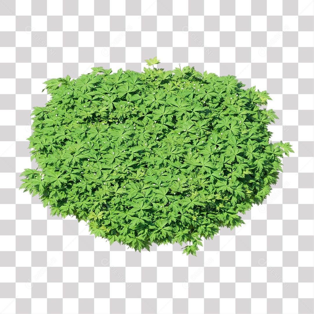 Planta com folha verdes PNG Transparente