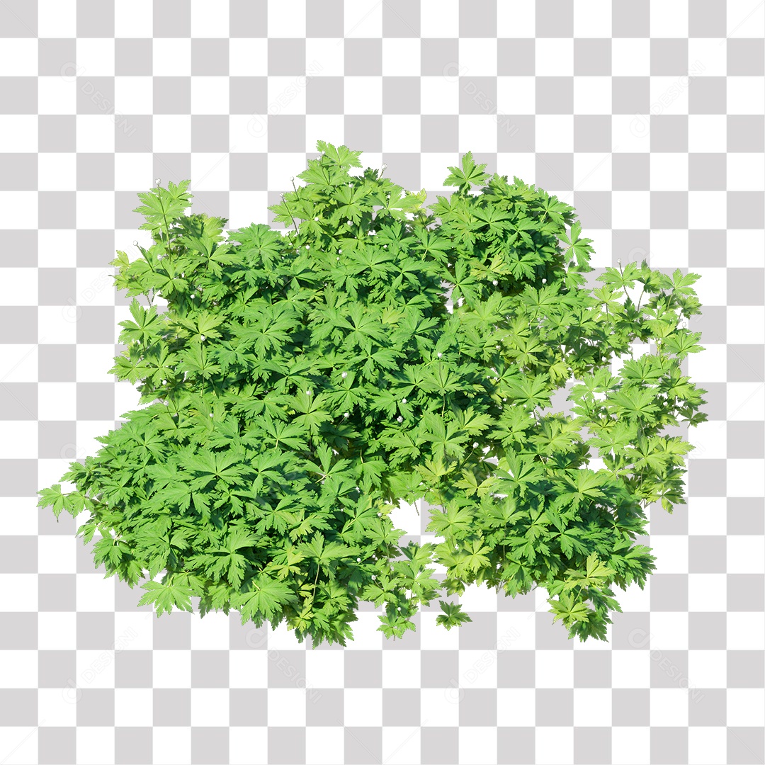Planta com folha verdes PNG Transparente