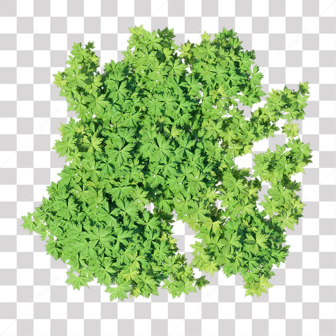 Planta com folha verdes PNG Transparente