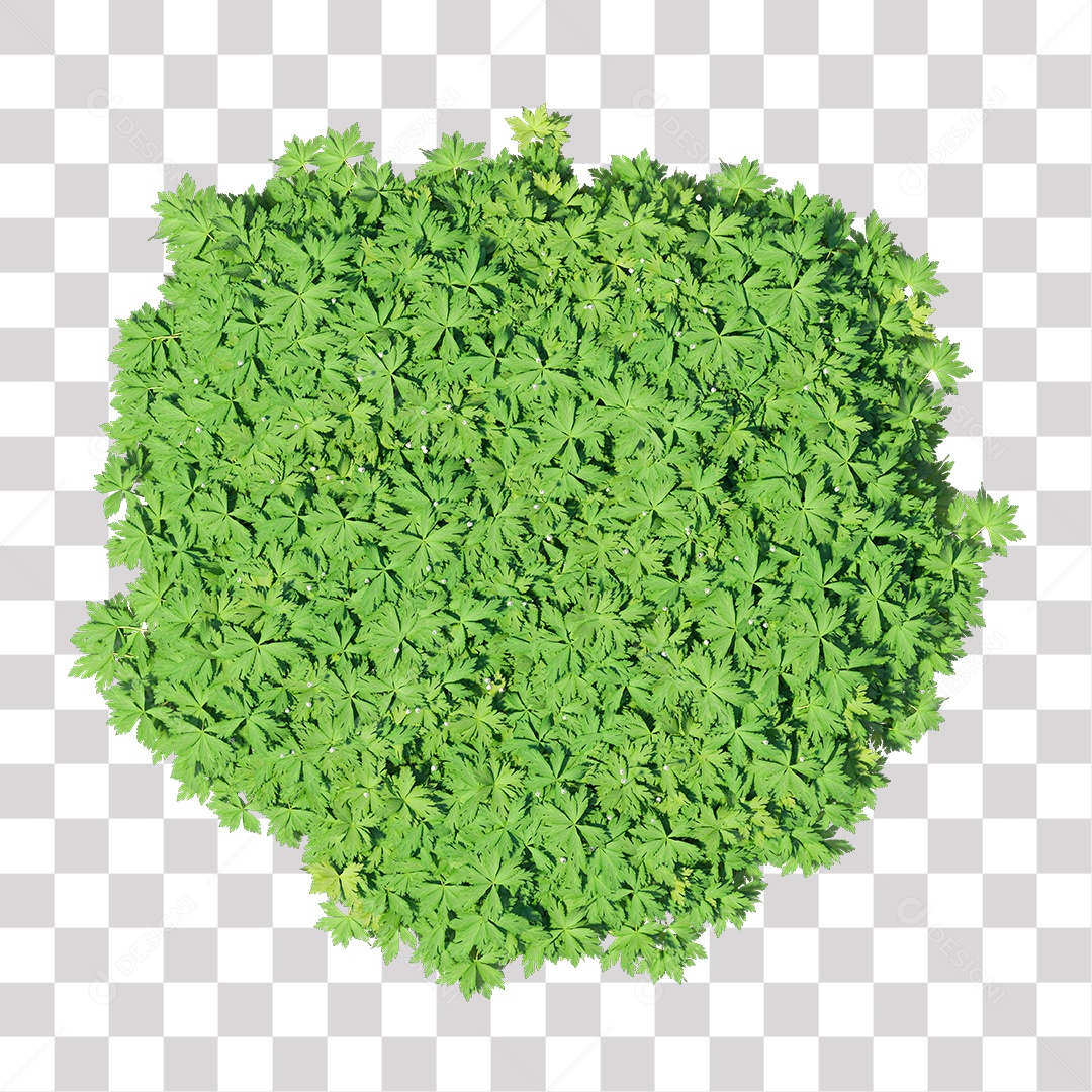 Planta com folha verdes PNG Transparente