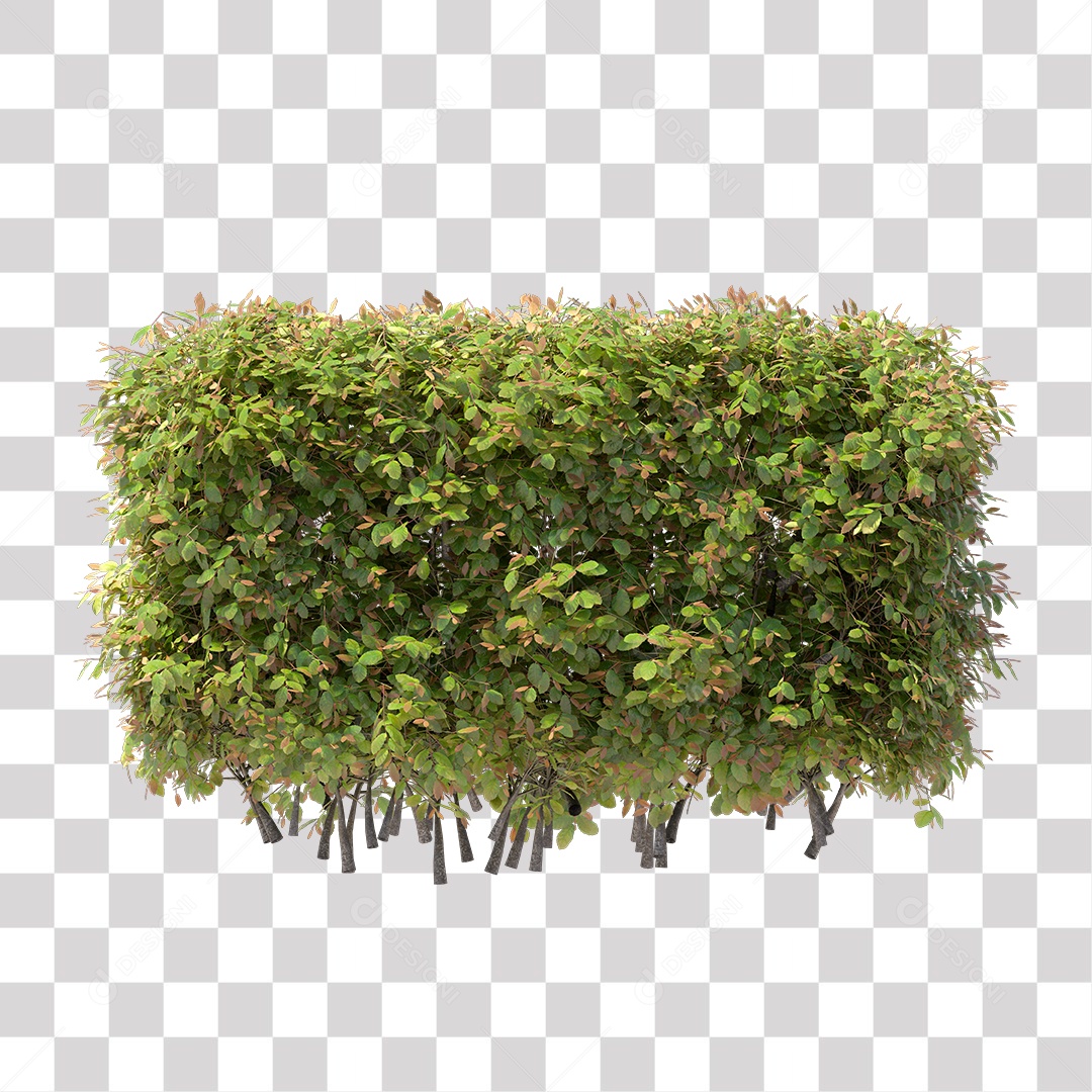 Planta com folha verdes PNG Transparente