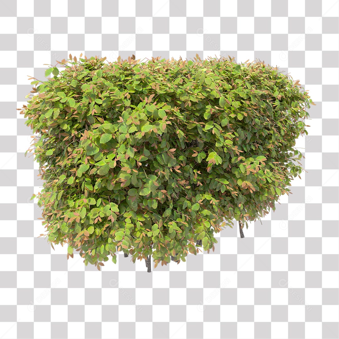 Planta com folha verdes PNG Transparente