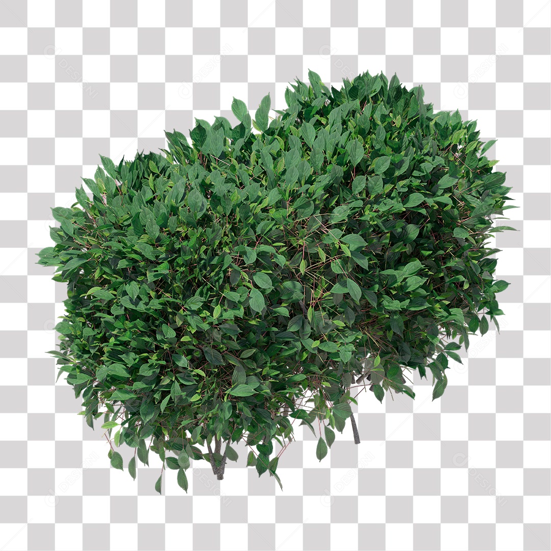 Planta com folha verdes PNG Transparente