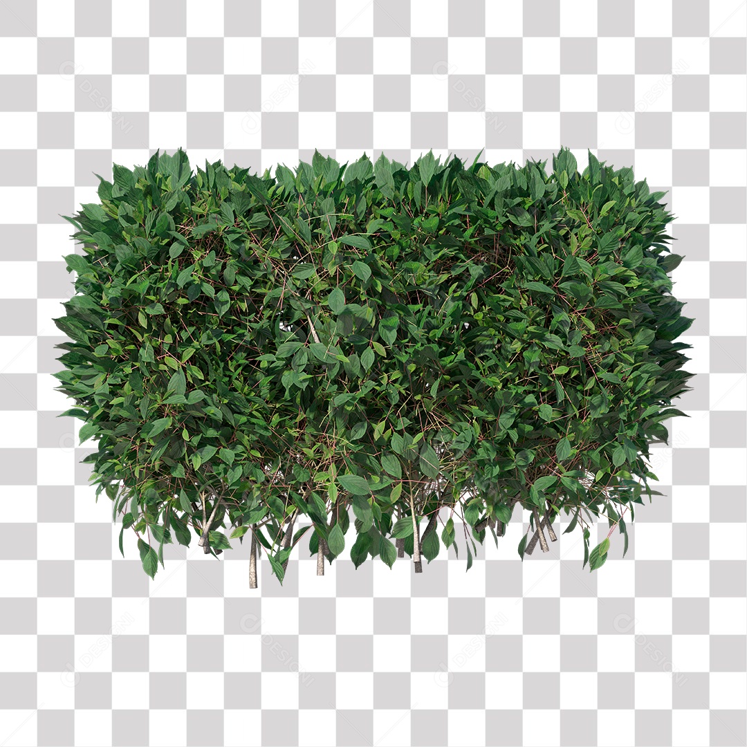Planta com folha verdes PNG Transparente