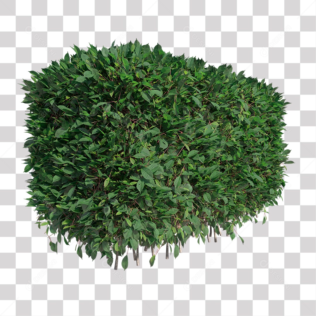 Planta com folha verdes PNG Transparente