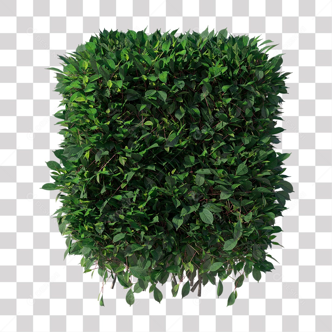 Planta com folha verdes PNG Transparente