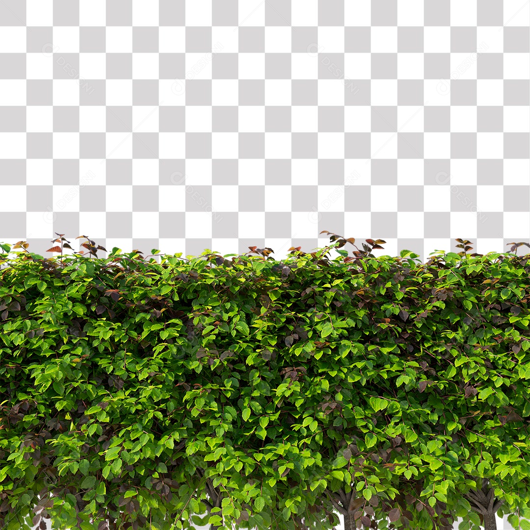 Planta com folha verdes PNG Transparente