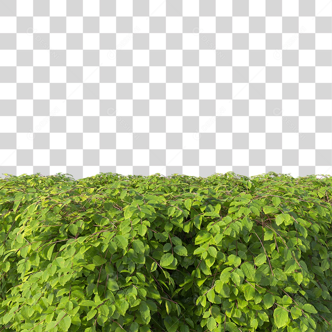 Planta De Jardim com Folhas Verdes Podada PNG Transparente