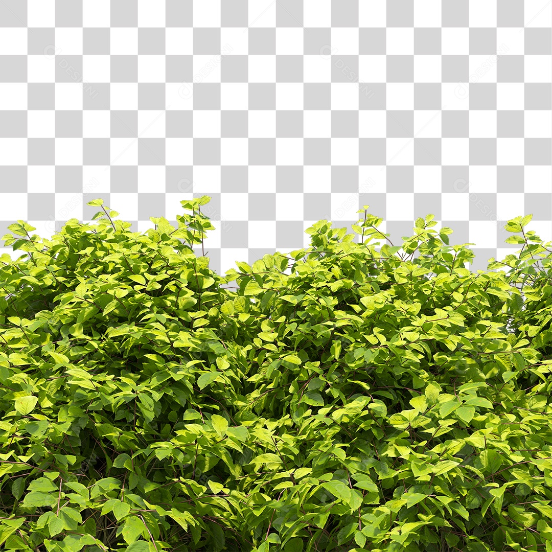 Planta De Jardim com Folhas Verdes PNG Transparente