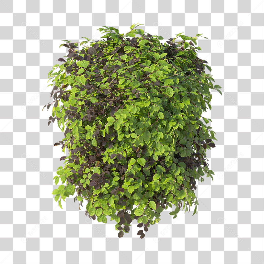 Planta com folha verdes PNG Transparente