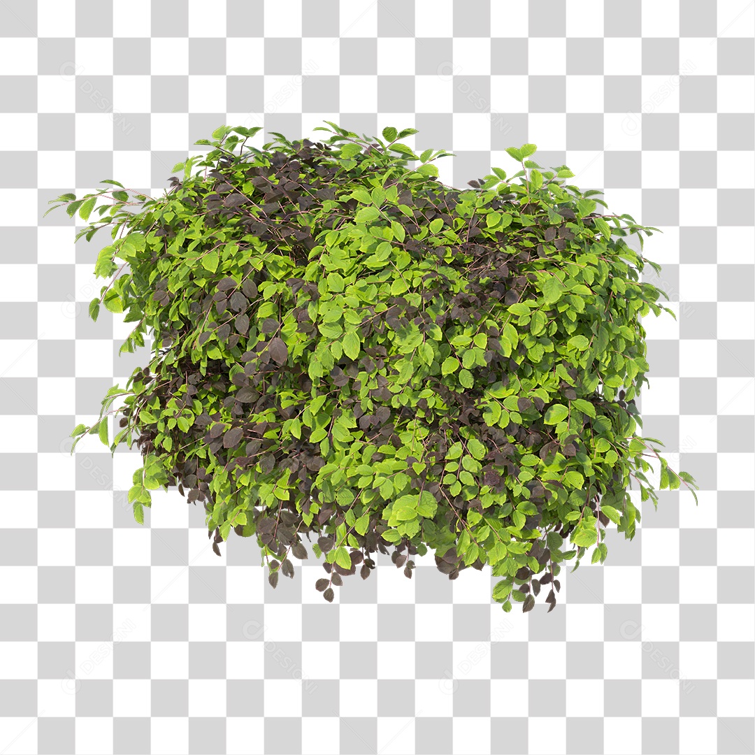 Planta com folha verdes PNG Transparente