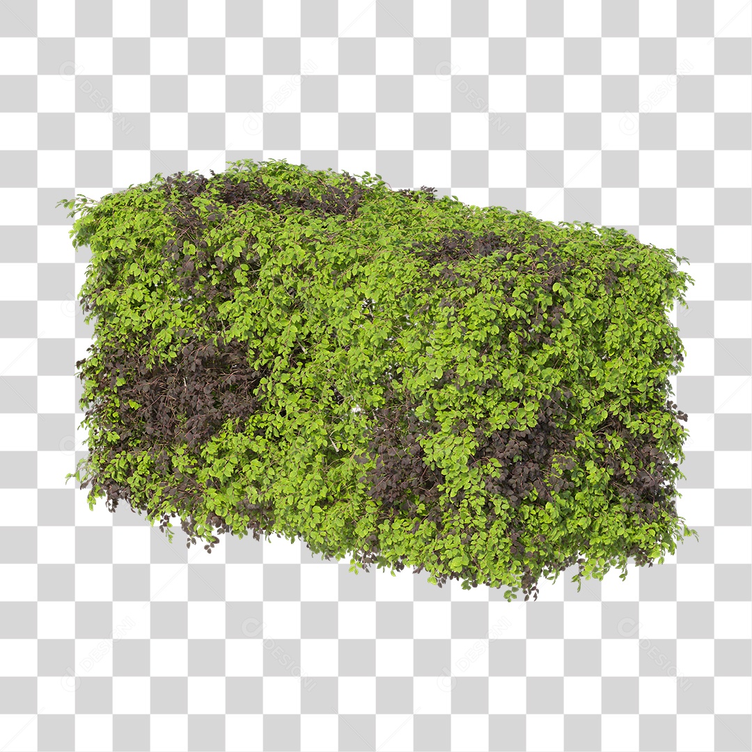 Planta com folha verdes PNG Transparente