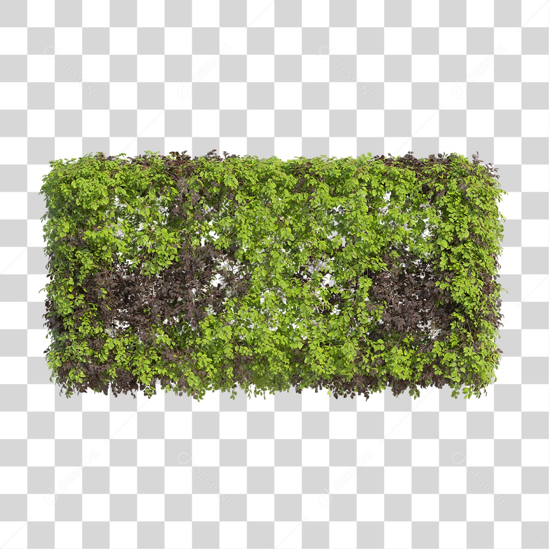 Planta com folha verdes PNG Transparente