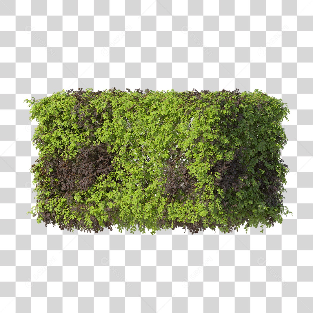Planta com folha verdes PNG Transparente